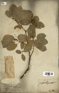 spécimen de Quercus infectoria