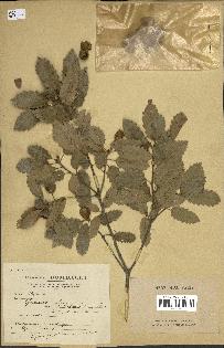 spécimen de Quercus infectoria