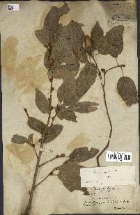 spécimen de Quercus infectoria