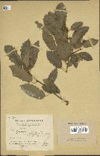 spécimen de Quercus infectoria