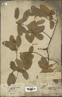 spécimen de Quercus infectoria