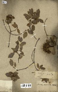 spécimen de Quercus infectoria