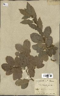 spécimen de Quercus infectoria