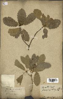 spécimen de Quercus infectoria