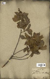 spécimen de Quercus infectoria