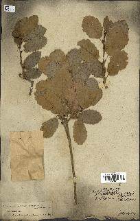 spécimen de Quercus infectoria