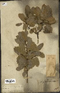 spécimen de Quercus infectoria