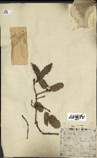 spécimen de Quercus infectoria