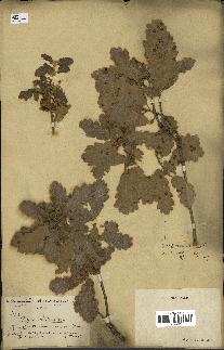 spécimen de Quercus infectoria