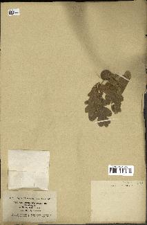 spécimen de Quercus infectoria