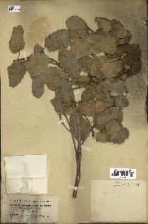 spécimen de Quercus infectoria