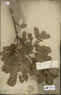 spécimen de Quercus infectoria