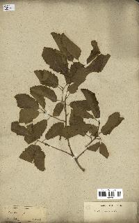 spécimen de Quercus infectoria