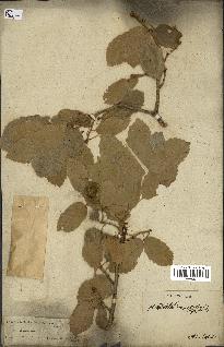 spécimen de Quercus infectoria