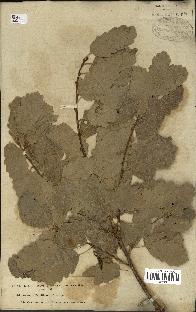 spécimen de Quercus infectoria