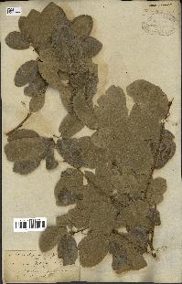 spécimen de Quercus infectoria
