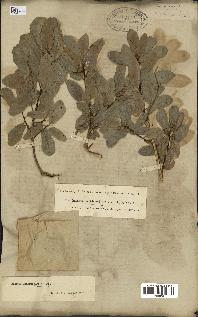 spécimen de Quercus infectoria