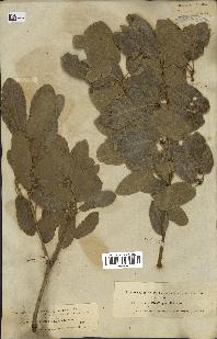 spécimen de Quercus infectoria