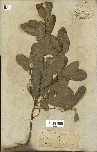 spécimen de Quercus infectoria