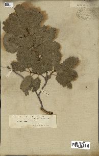 spécimen de Quercus infectoria