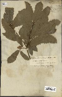 spécimen de Quercus infectoria