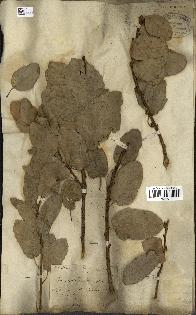 spécimen de Quercus infectoria