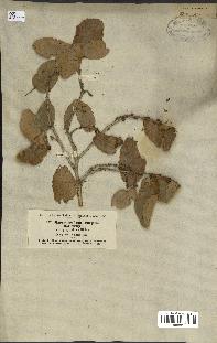 spécimen de Quercus infectoria