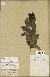 spécimen de Quercus ithaburensis