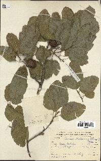 spécimen de Quercus ithaburensis