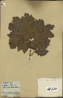 spécimen de Quercus ithaburensis