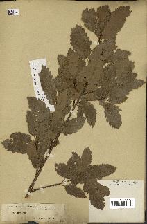 spécimen de Quercus ithaburensis