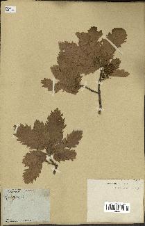 spécimen de Quercus ithaburensis