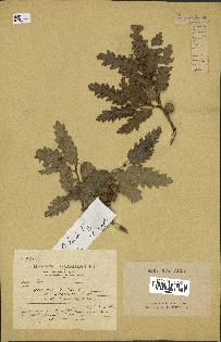 spécimen de Quercus ithaburensis