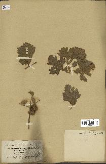 spécimen de Quercus ithaburensis