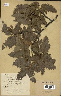 spécimen de Quercus ithaburensis
