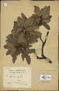 spécimen de Quercus ithaburensis