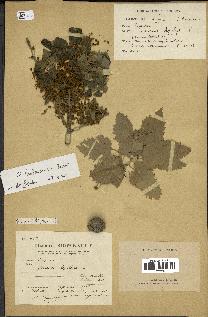 spécimen de Quercus ithaburensis