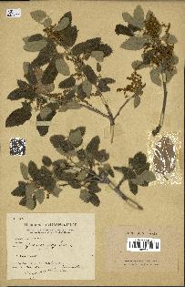 spécimen de Quercus ithaburensis