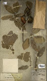 spécimen de Quercus ithaburensis