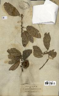 spécimen de Quercus ithaburensis