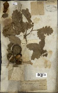 spécimen de Quercus ithaburensis