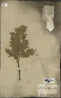 spécimen de Quercus ithaburensis