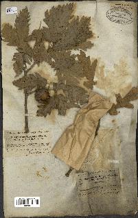 spécimen de Quercus ithaburensis