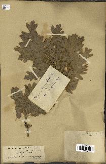 spécimen de Quercus ithaburensis