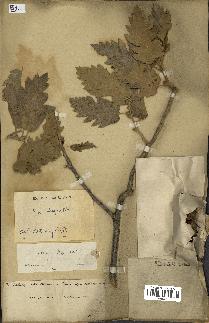 spécimen de Quercus ithaburensis