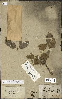 spécimen de Quercus ithaburensis