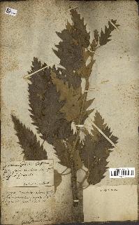 spécimen de Quercus ithaburensis