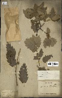 spécimen de Quercus ithaburensis