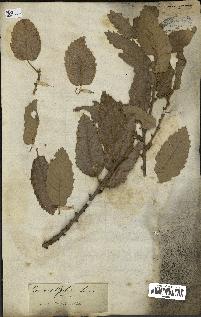 spécimen de Quercus ithaburensis