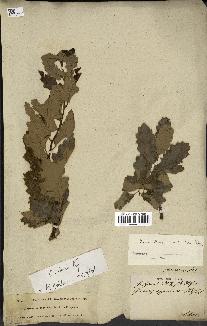 spécimen de Quercus ithaburensis